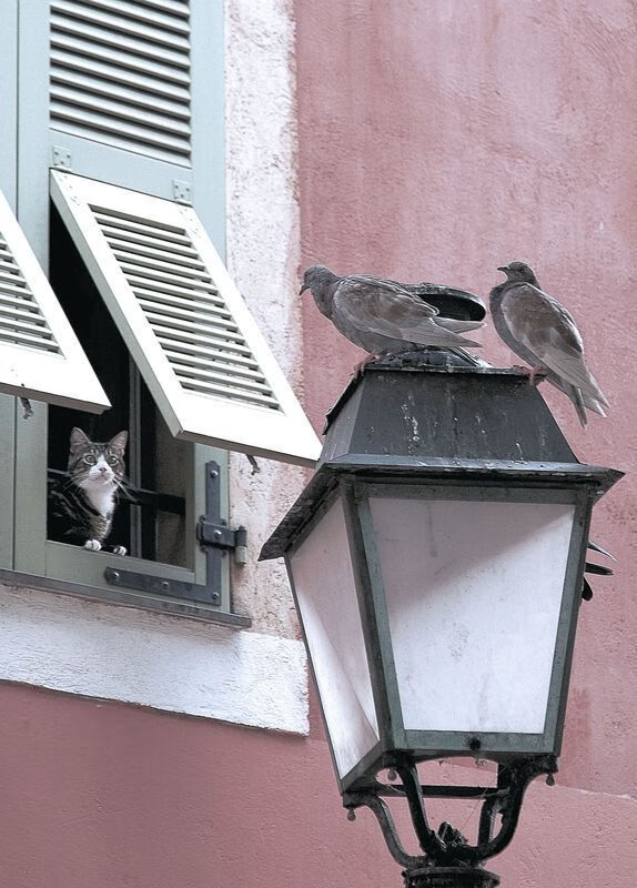 “2025世界运动会东安湖体育公园:跑酷与极限障碍赛的顶尖对决”