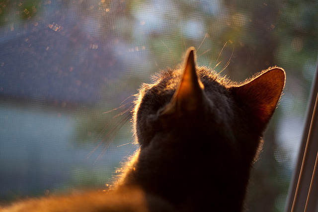 “马科斯·梅特罗的防守技术，帮助阿根廷美洲狮队屡创佳绩”